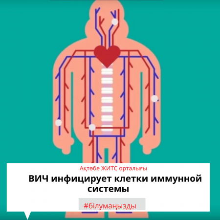 Read more about the article АИТВ (адамның иммун тапшылығы вирусы) иммундық жүйенің жасушаларын зақымдайды