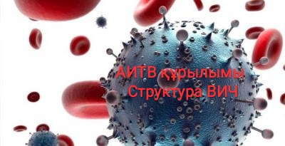 Подробнее о статье Структура ВИЧ